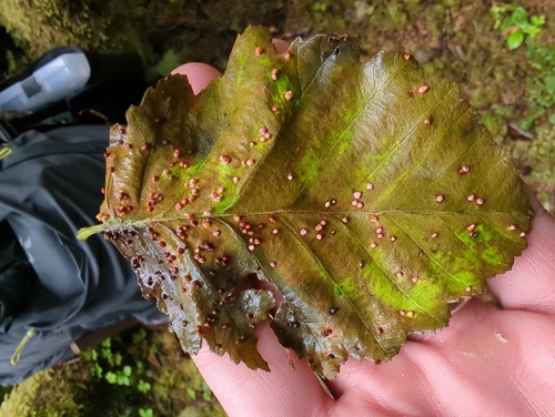 Alder Leaf Gall Mite photo 4