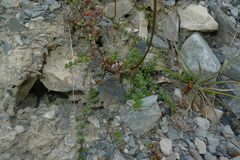 Veronica decora