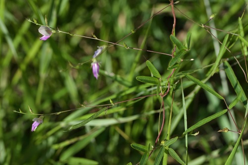 Image of Galactia volubilis by (c) Owen Strickland, some rights reserved (CC BY)