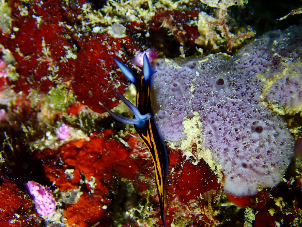 Graceful Wrinkle Dorid