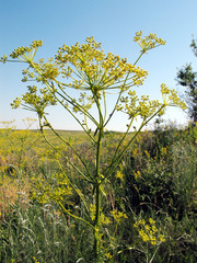 Ferulago galbanifera