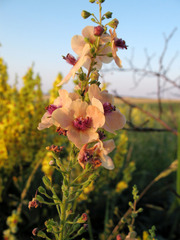 Verbascum × rubiginosum