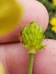 Ranunculus fascicularis