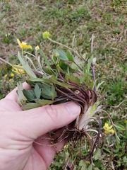 Ranunculus fascicularis