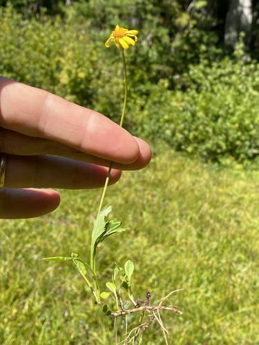 Packera subnuda var. subnuda
