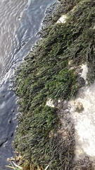 Cinclidotus fontinaloides