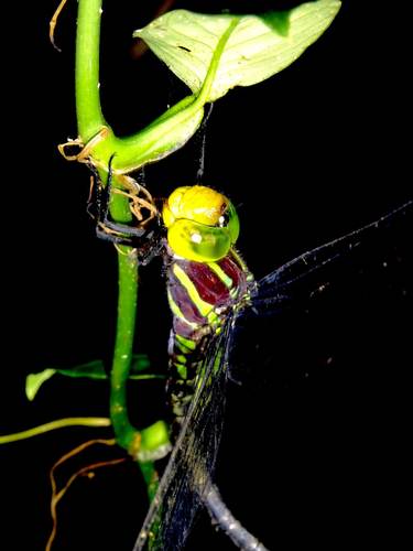 Castoraeschna coronata