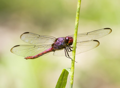 Orthemis sulphurata