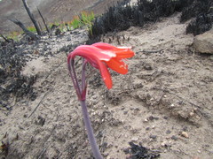 Cyrtanthus ventricosus