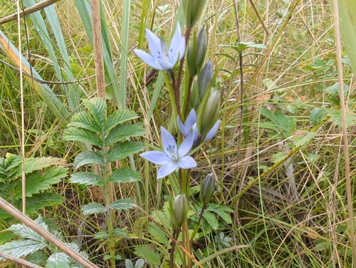 Image of Lomatogonium rotatum by (c) Matt Muir, some rights reserved (CC BY)