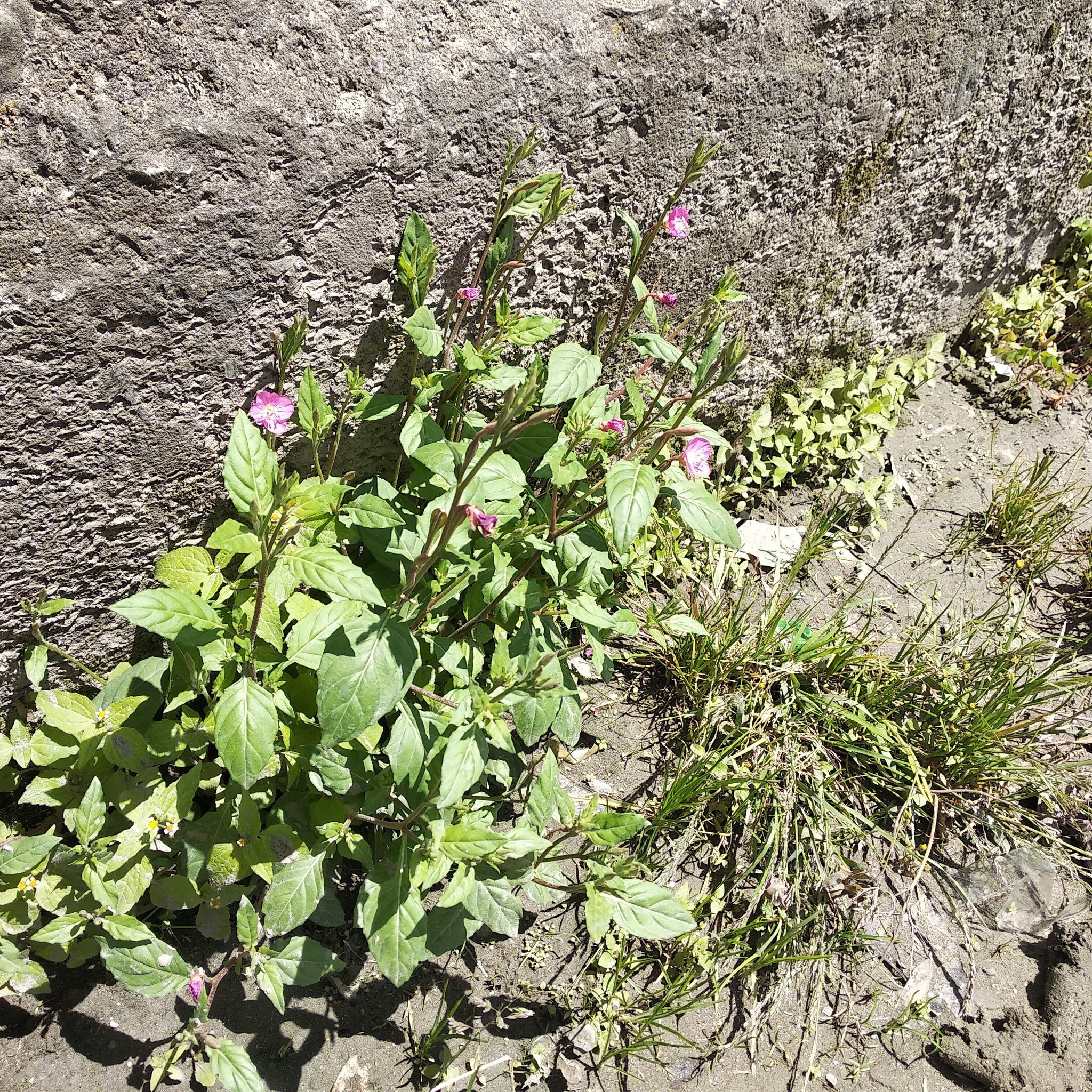 Onagraceae image