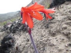 Cyrtanthus ventricosus