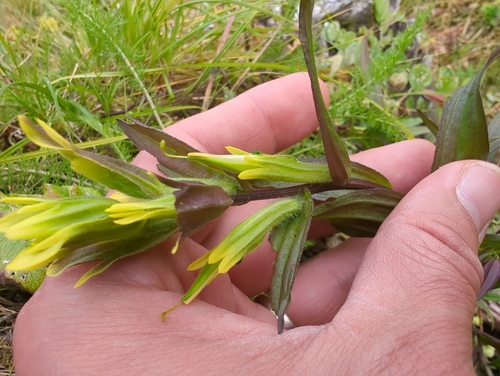 Image of Castilleja unalaschcensis by (c) Matt Muir, some rights reserved (CC BY)