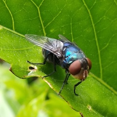 Calliphoridae