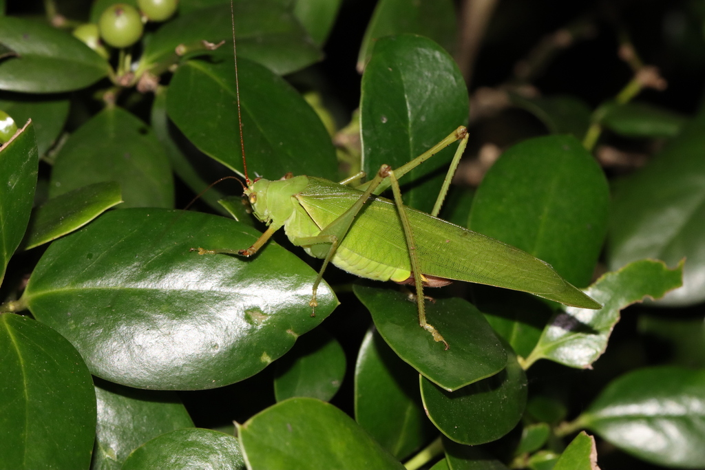 Malaysian Bush-cricket from 中国浙江省杭州市西湖区 on August 26, 2023 at 06:37 PM ...