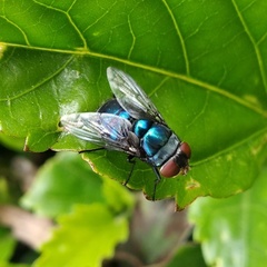 Calliphoridae