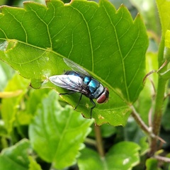 Calliphoridae