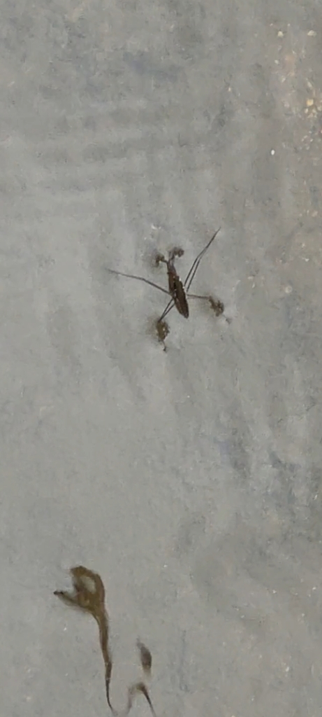 Common Water Strider from York Township, IN, USA on August 26, 2023 at ...