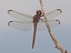Orthemis sulphurata