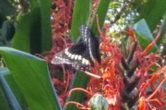 Papilio scamander