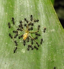 Alpaida delicata