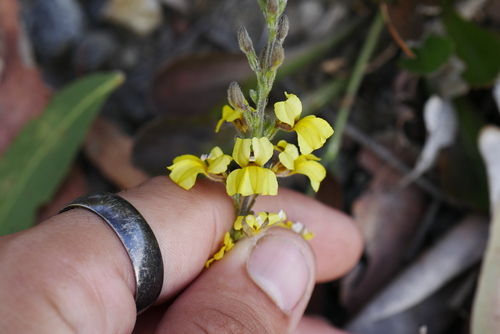 Image of Goodenia bellidifolia by (c) Lucas Christofides, some rights reserved (CC BY)
