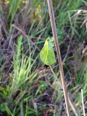 Glaucopsaltria viridis