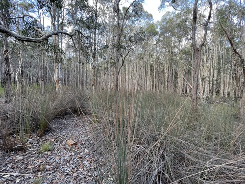 Image of Grey Sedge (Lepironia articulata) by (c) Lucas Christofides, some rights reserved (CC BY)