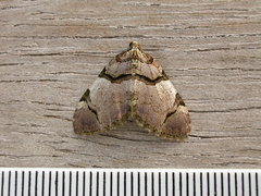 Anticlea derivata