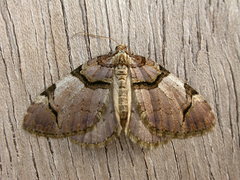 Anticlea derivata