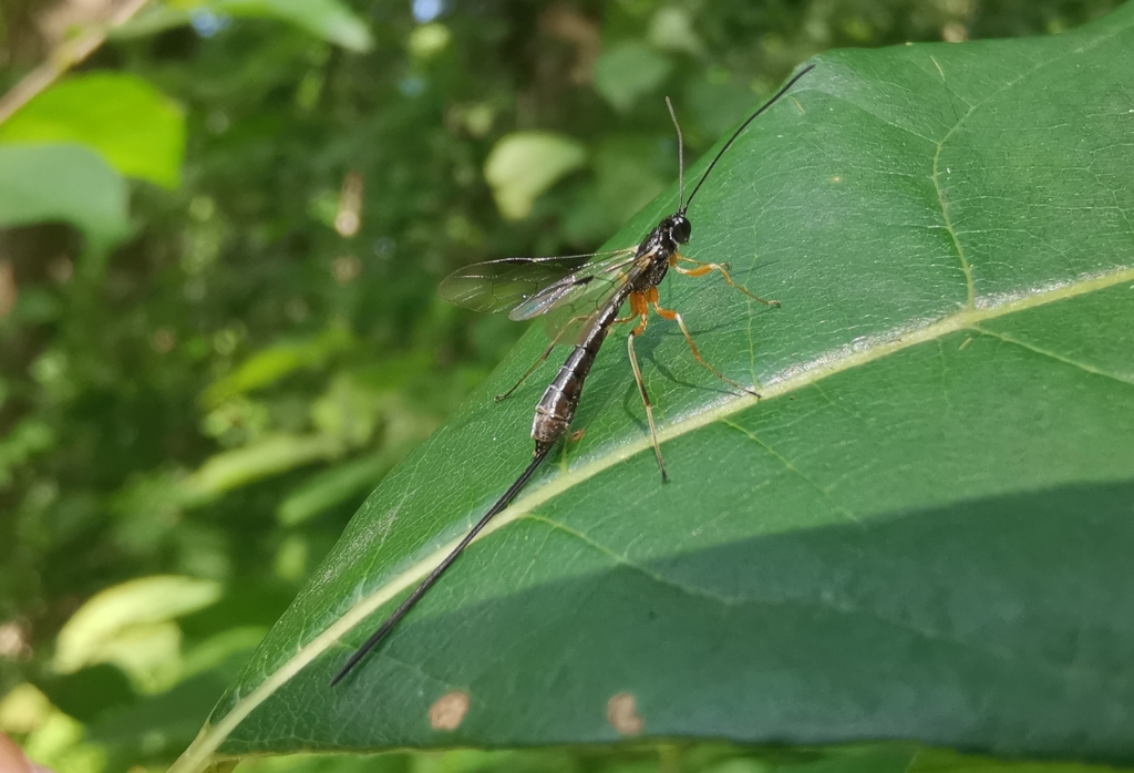 Rhyssella nitida