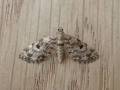 Eupithecia tantillaria