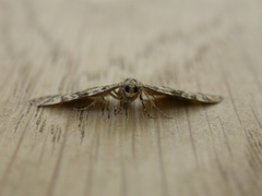 Eupithecia tantillaria
