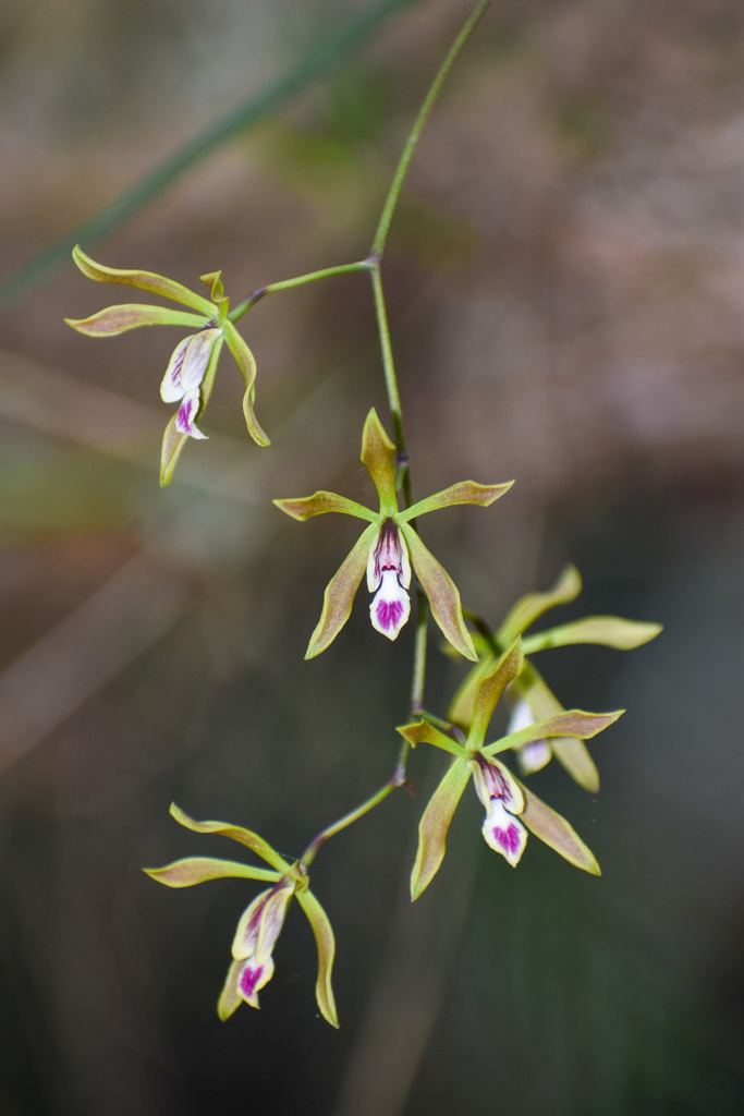 Encyclia oxypetala (Lindl.) Schltr.