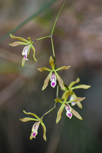 Encyclia oxypetala