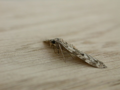 Eupithecia tantillaria