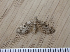 Eupithecia tantillaria