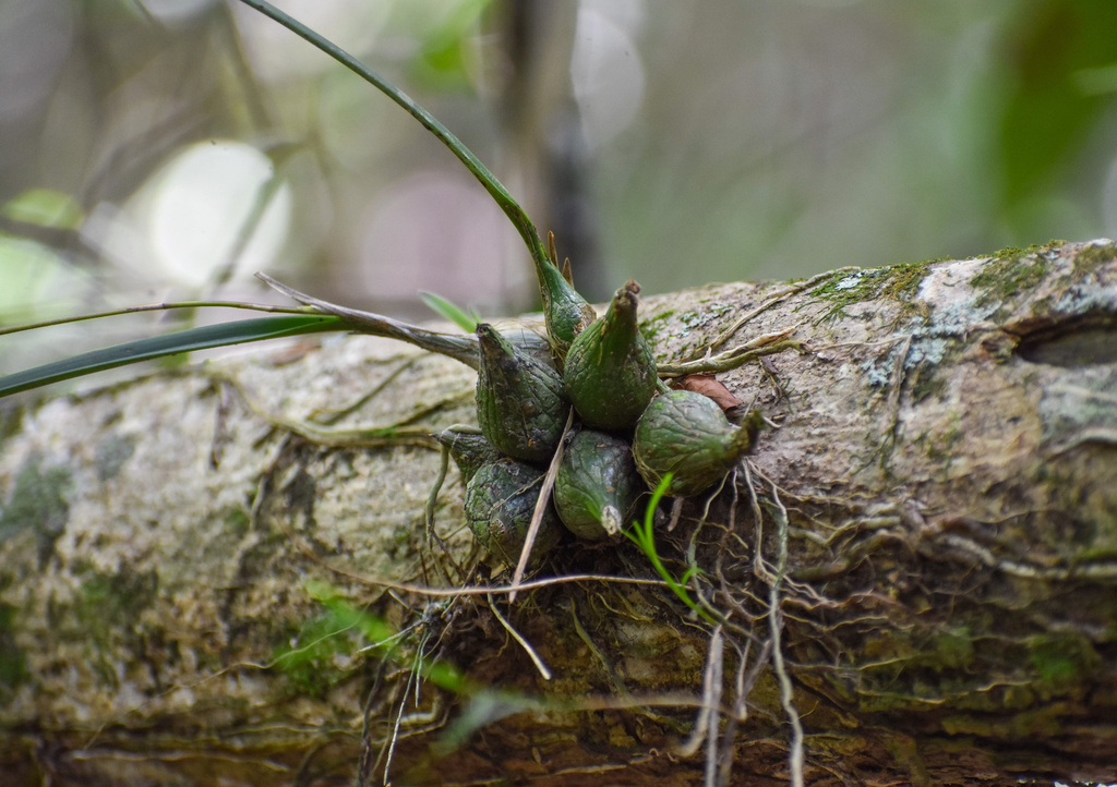 Encyclia oxypetala (Lindl.) Schltr. 2