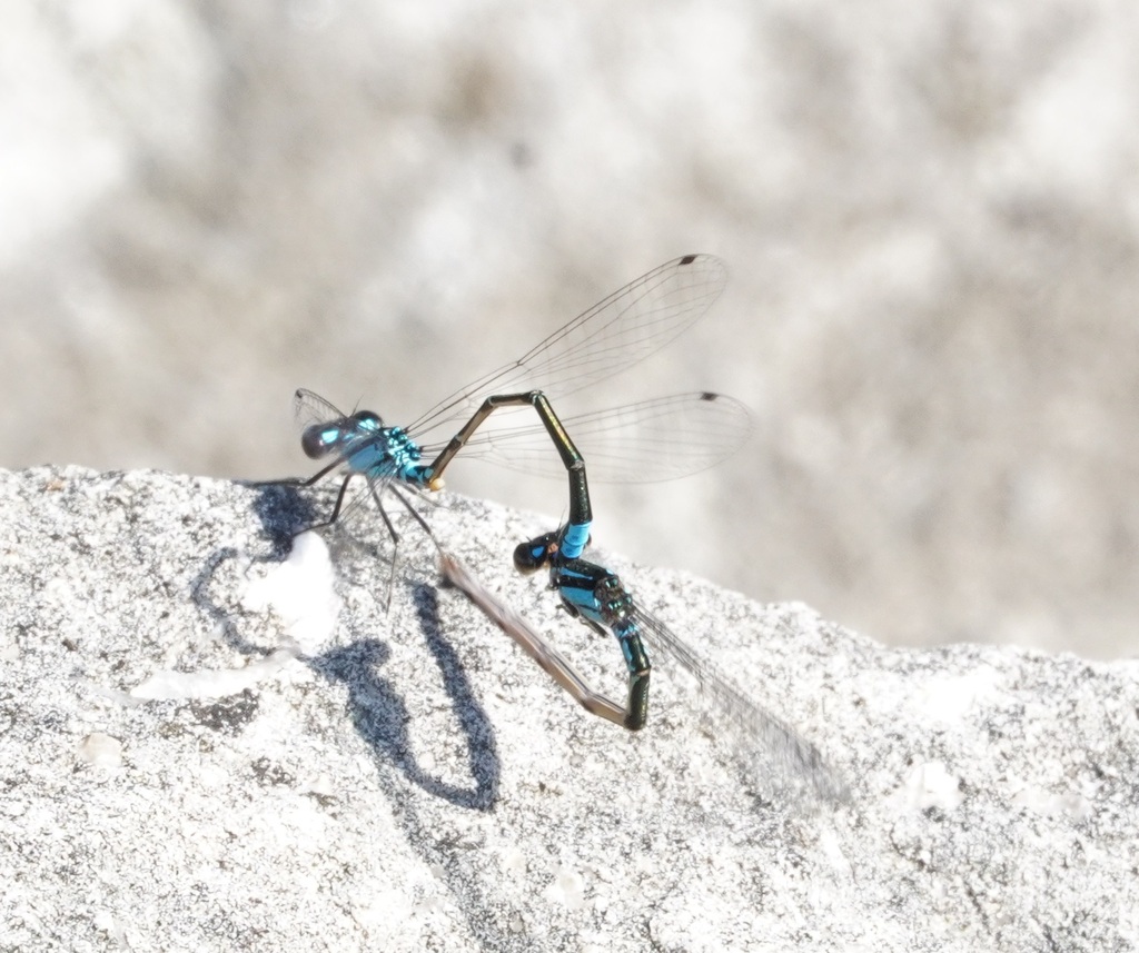 Skimming Bluet