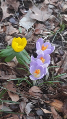 Crocus