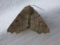 Odontopera bidentata