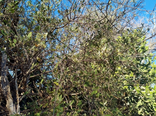 Image of Cadaba fruticosa by (c) Hopeland, some rights reserved (CC BY)