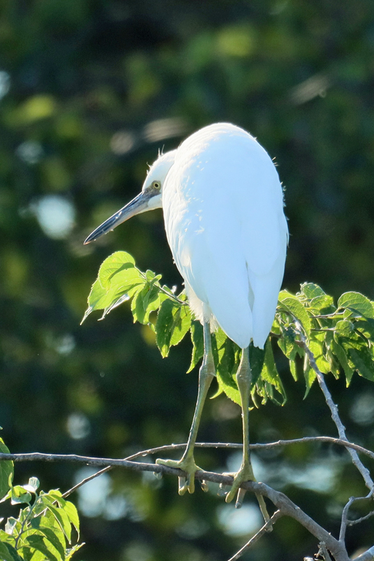 Typical Egrets from Ocean City visior center, NJ, USA on August 19 ...