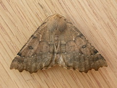 Odontopera bidentata