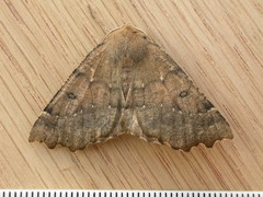 Odontopera bidentata