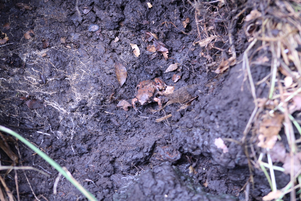 Scarce Snouted Frog (Elachistocleis araios)