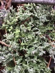 Cladonia turgida