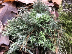 Cladonia turgida