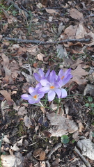Crocus