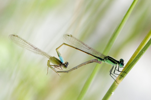 Rambur's Forktail photo 6